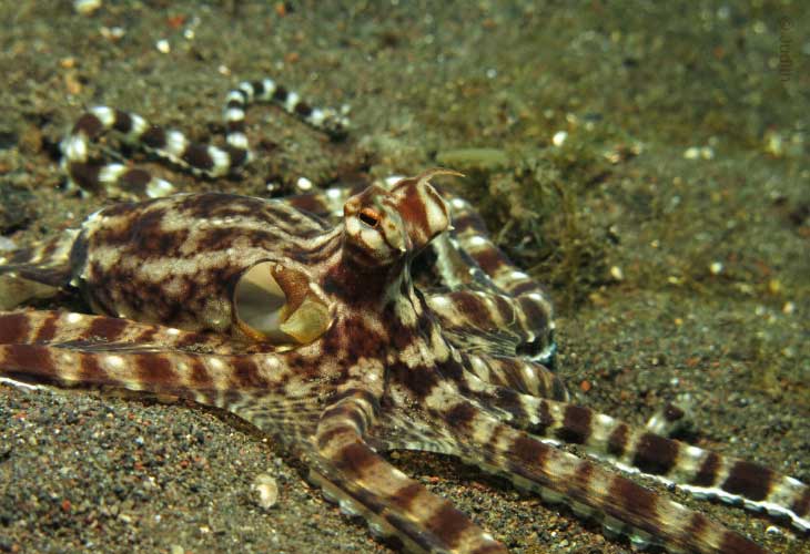Octopus-Mimic
