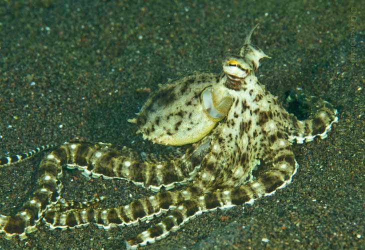 Thaumoctopus-Mimicus