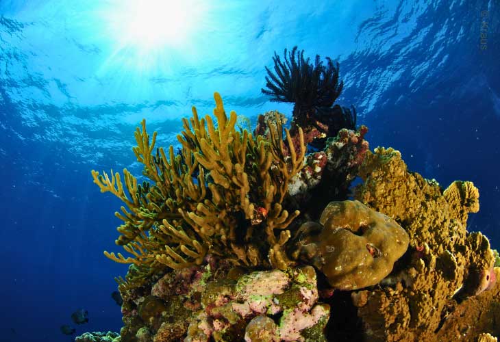 Beautiful-Coral-Bali