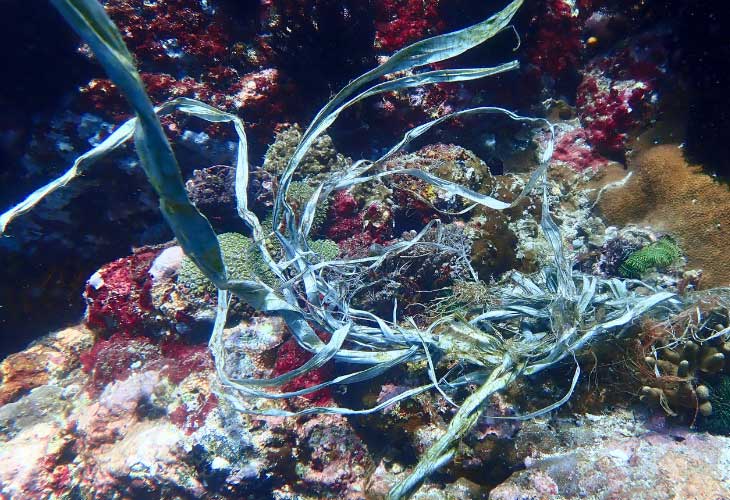 Microplastics-Affecting-Coral