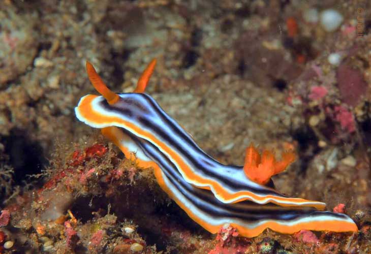 Nudi-Chromodoris-Magnifica