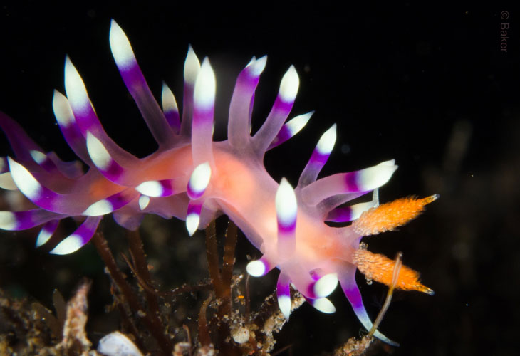 Nudi-Desirable-Flabellina-Bali