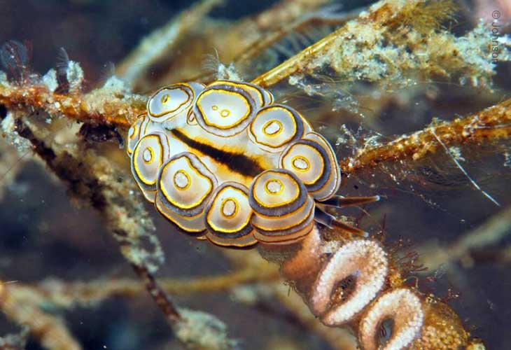Nudibranch-Doto-Greenamyori