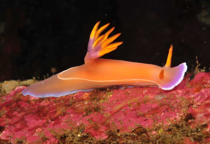 Nudi-Hypselodoris-Bullocki