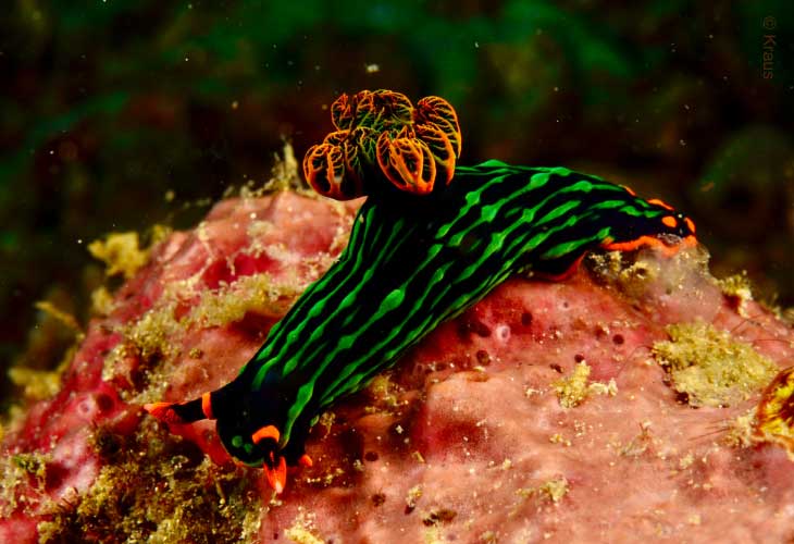 Nudi-Nembrotha-Kubaryana