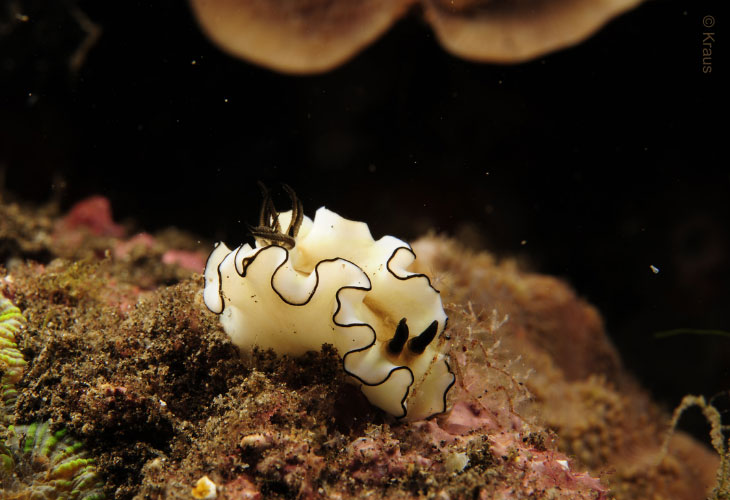 Nudi-Siboga-Glosodoris-Tulamben