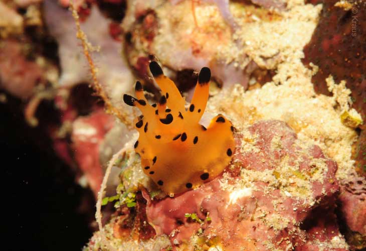 Nudi-Thecacera-Pacifica