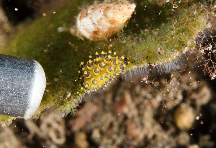 Sea-Slugs-Ornate-Stiliger-Sapsucking-Bali