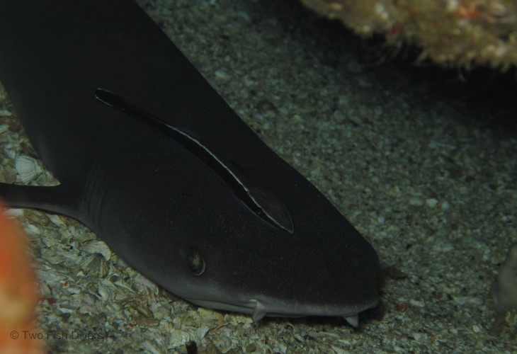 Black-tip-Reef-Sharks-Lombok