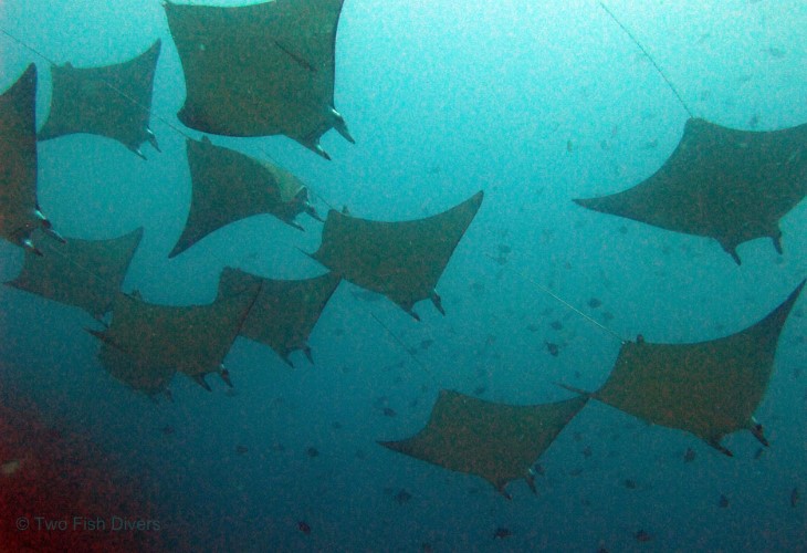 Eagle-rays-Lombok