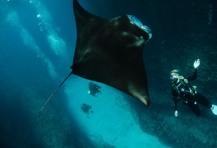 Manta-Rays-Matter