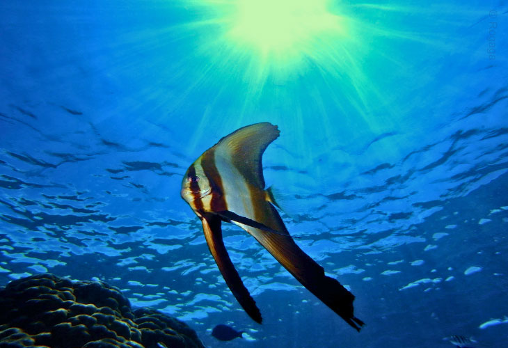 Menjangan-Island-Batfish