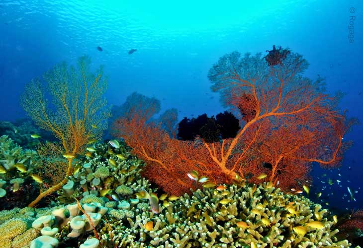 Menjangan-Island-Gorgonian-Seafans