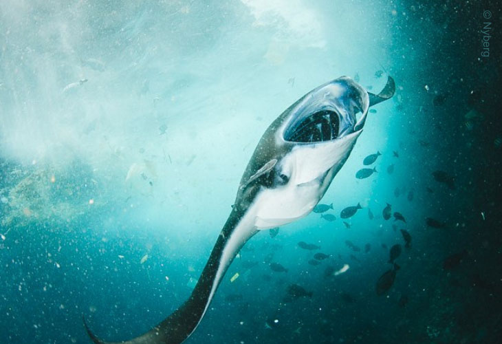 Protecting-Manta-Rays