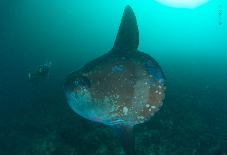2025-Best-of-Bali-Dive-Safari-MolaMola