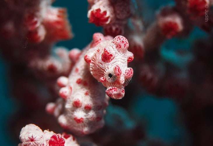 2025-Best-of-Bali-Dive-Safari-PygmySeahorse
