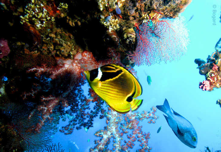 Coral-Predators-Butterflyfish-Racoon