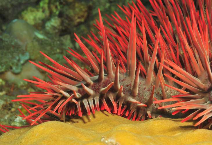 Coral-Predators-Crown-of-Thorns-Starfish