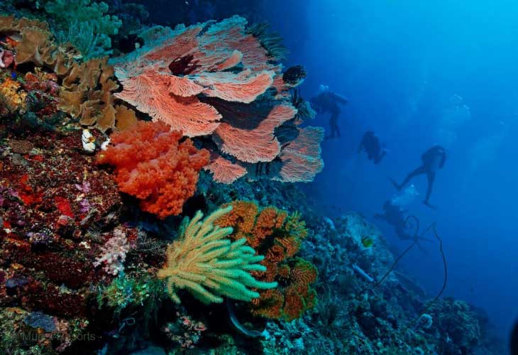 Diving-Bangka-Archipelago