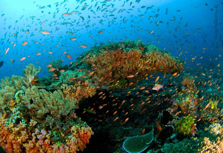 Impact-on-Coral-Reefs