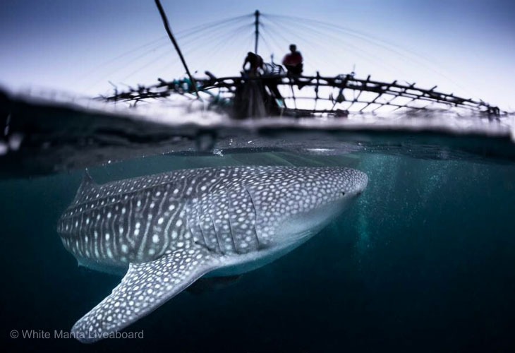 Indonesia-Scuba-Diving-Whalesharks