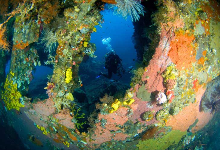 USAT-Liberty-Wreck-Dives