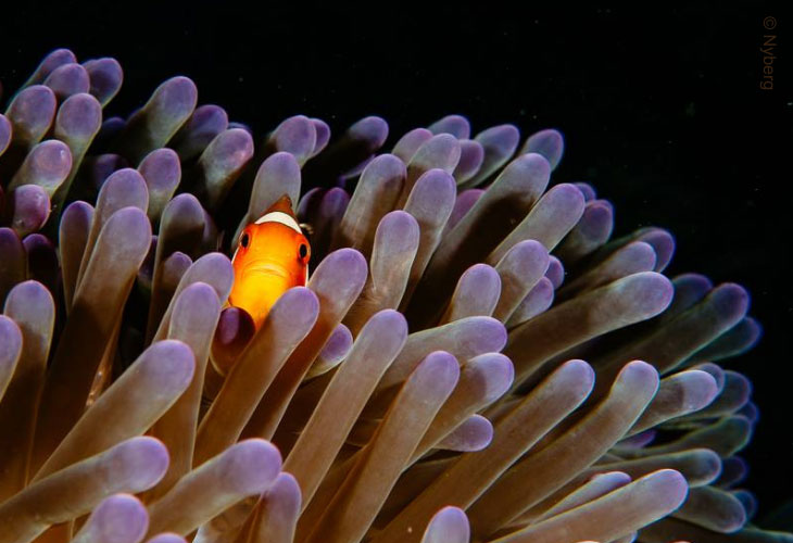 USAT-Liberty-with-Anemones
