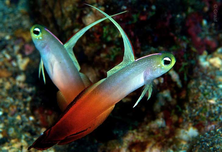 Tulamben-Area-Batu-Kelebit-Dartfish-Fire