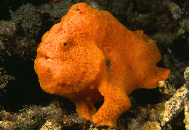 Diving-in-Bali-Frogfish