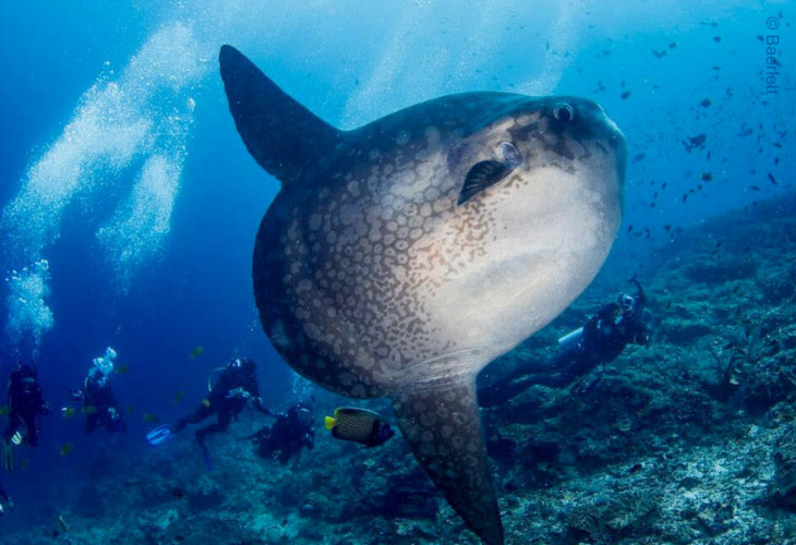 Diving-in-Bali-with-Mola-Mola