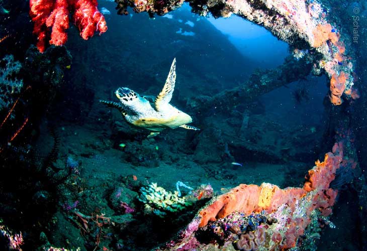 Diving-in-Bali-with-Turtle