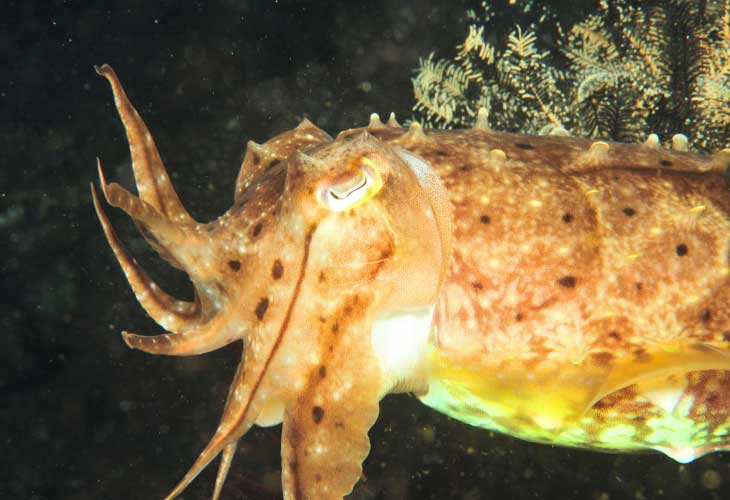 Tulamben-Area-Emerald-Cuttlefish