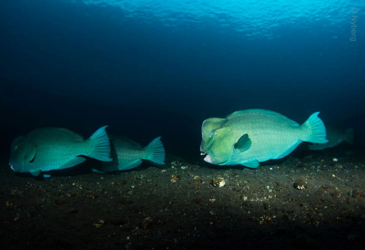 Palung-palung-Parrotfish-Bumphead
