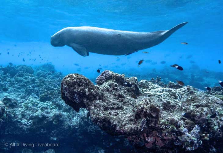 Banda-Diving-Season