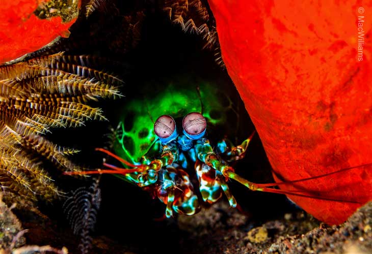 Dive-Sites-for-Underwater-Photography