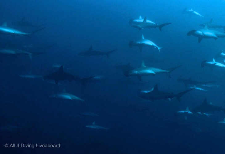 Diving-in-Banda
