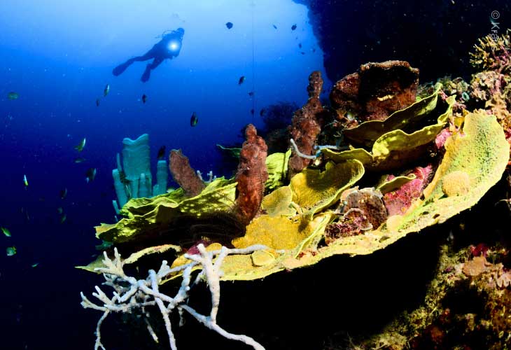 Ocean-Acidification