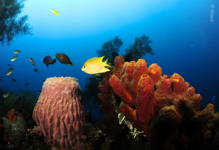 Sponge-and-Golden-Damsel
