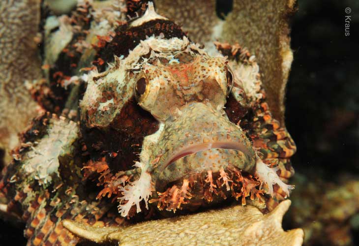 Papuan-Scorpionfish