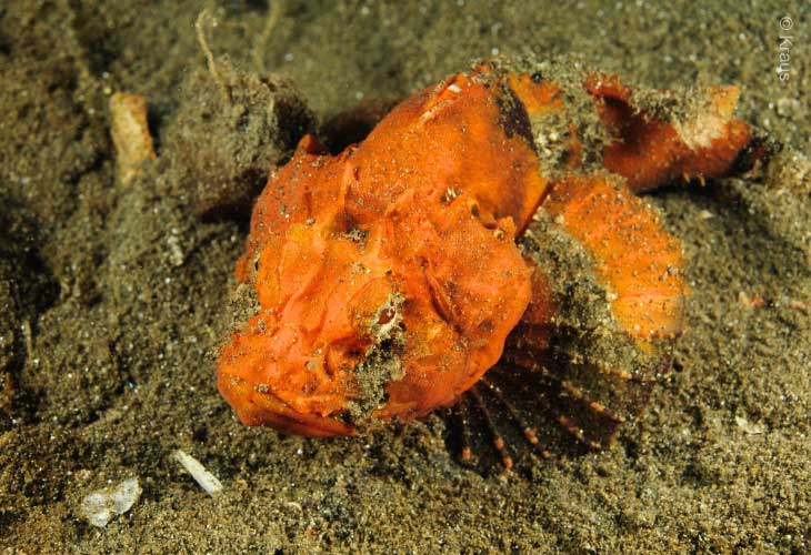 Scorpaenopsis-macrochir