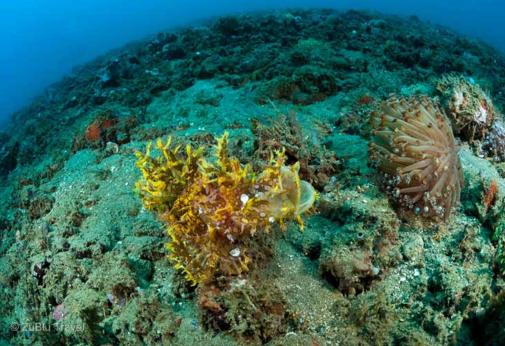 Ambon-Diving