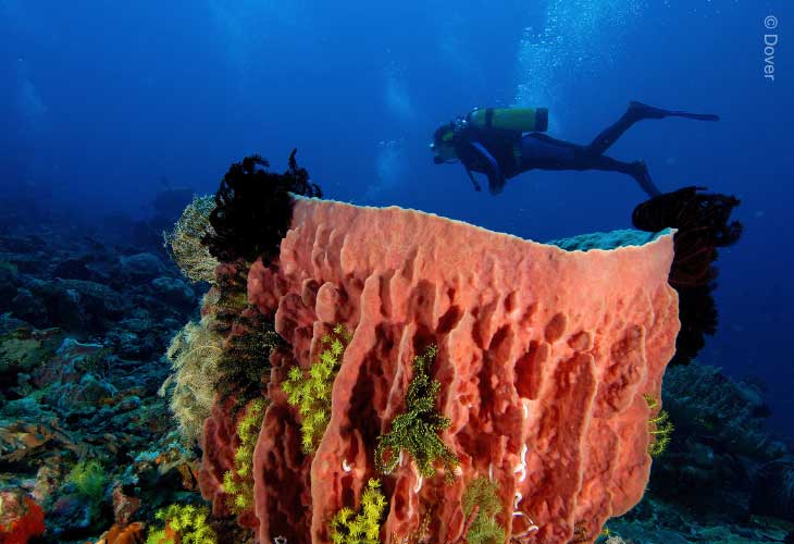 Buoyancy-Speciality-Course