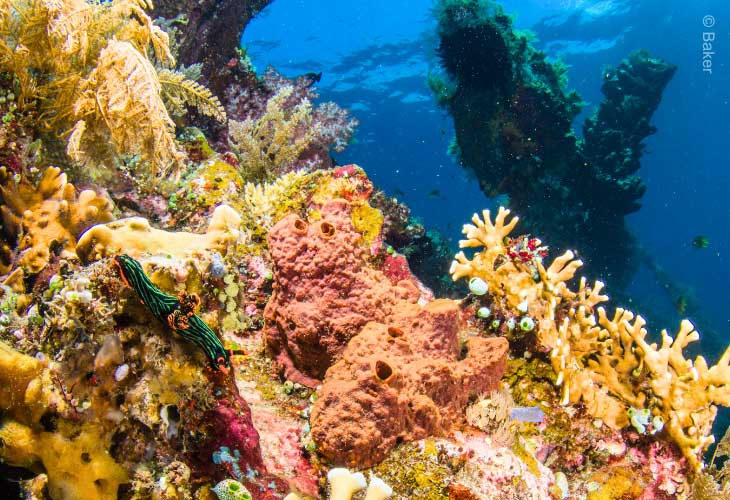 Coral-Reefs-Rainforests-of-the-Sea