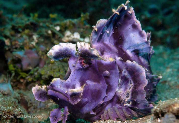 Twilight-Zone-Dive-Sites