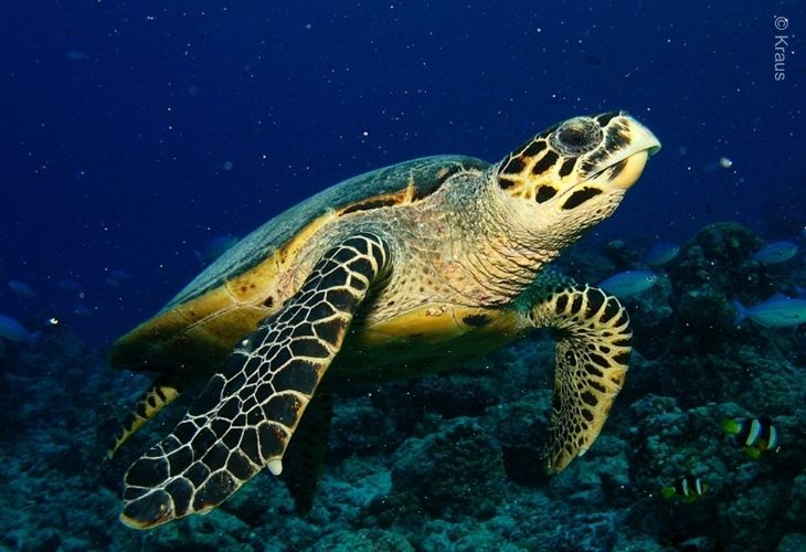 Sea Turtles of Bali