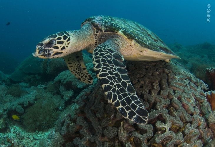The-Best-Places-to-See-Sea-Turtles