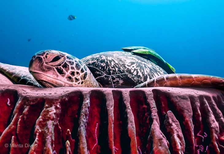 Sea-Turtle-Heaven