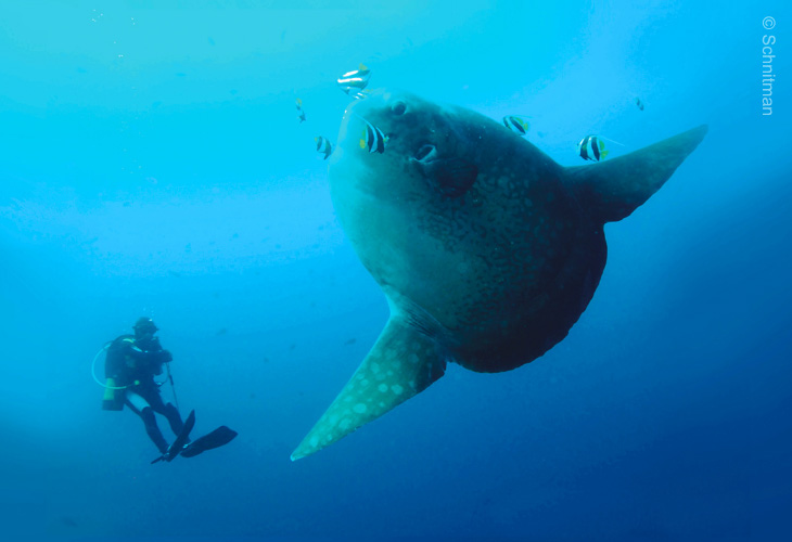Mola-Mola-&-Manta