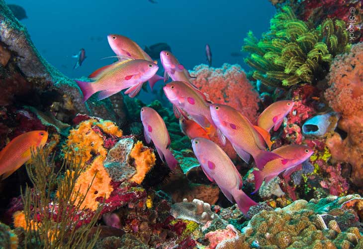 Nusa-Penida-MPA-Socio-Economic-Benefits