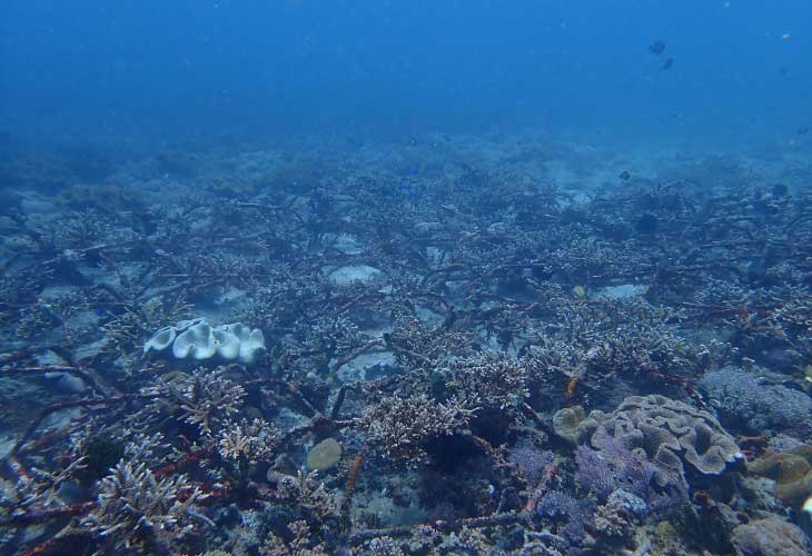 Coral-Growth